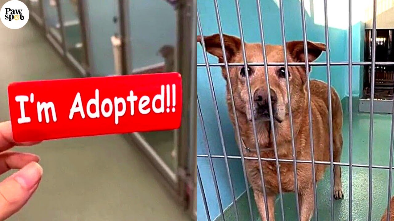 These Surrender Dog’s Reaction Of Getting Adopted Is Awesome 🙌
