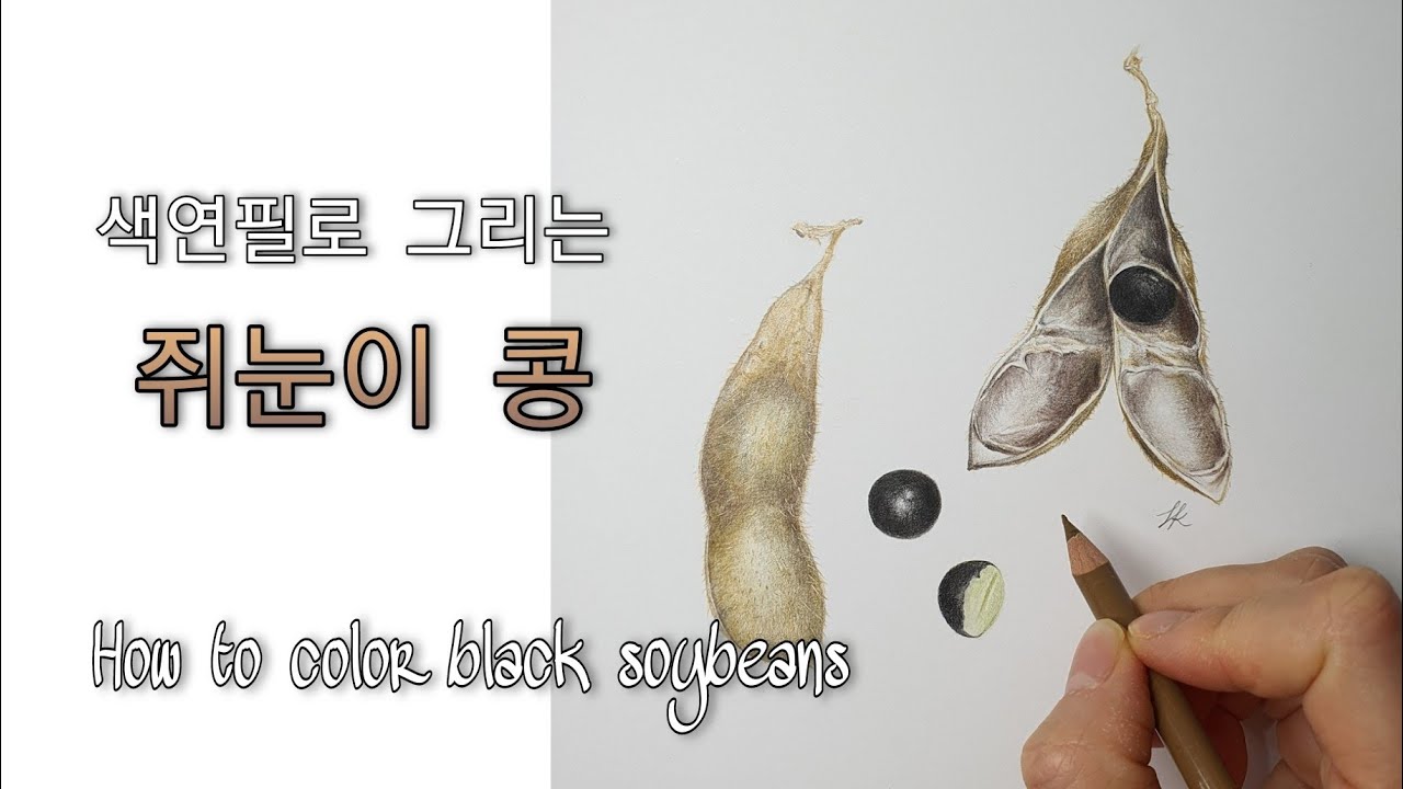 보태니컬 아트 _꽃그리기 _ 쥐눈이콩 Black soybeans 채색하는 방법 + 색연필 + 기초