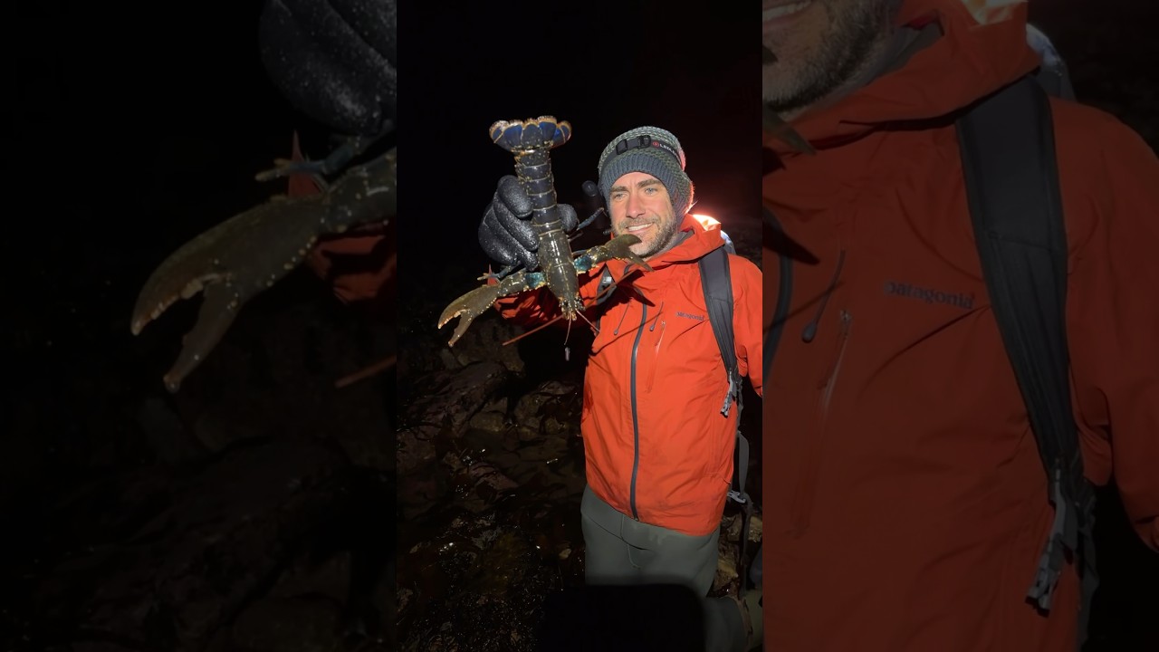 Lobster foraging at night  #coastal #seafood #fishing