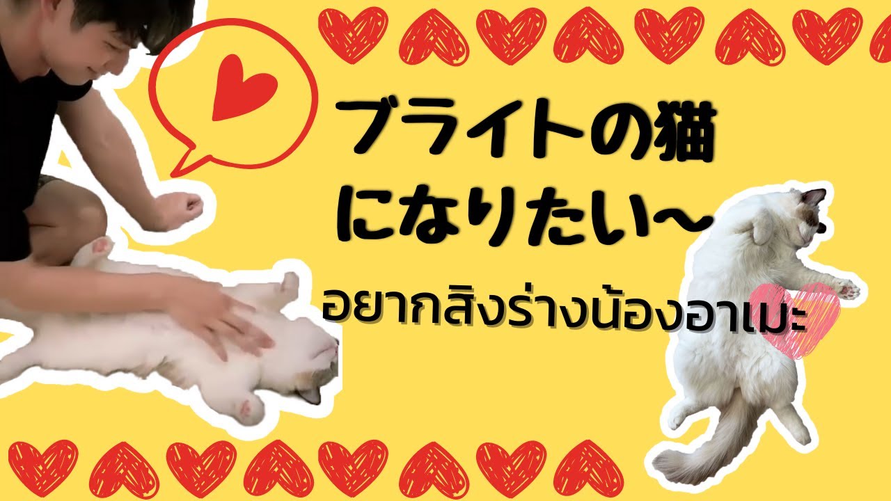 ブライトの猫になりたい|อยากสิงร่างน้องอาเมะ งื้ออ
