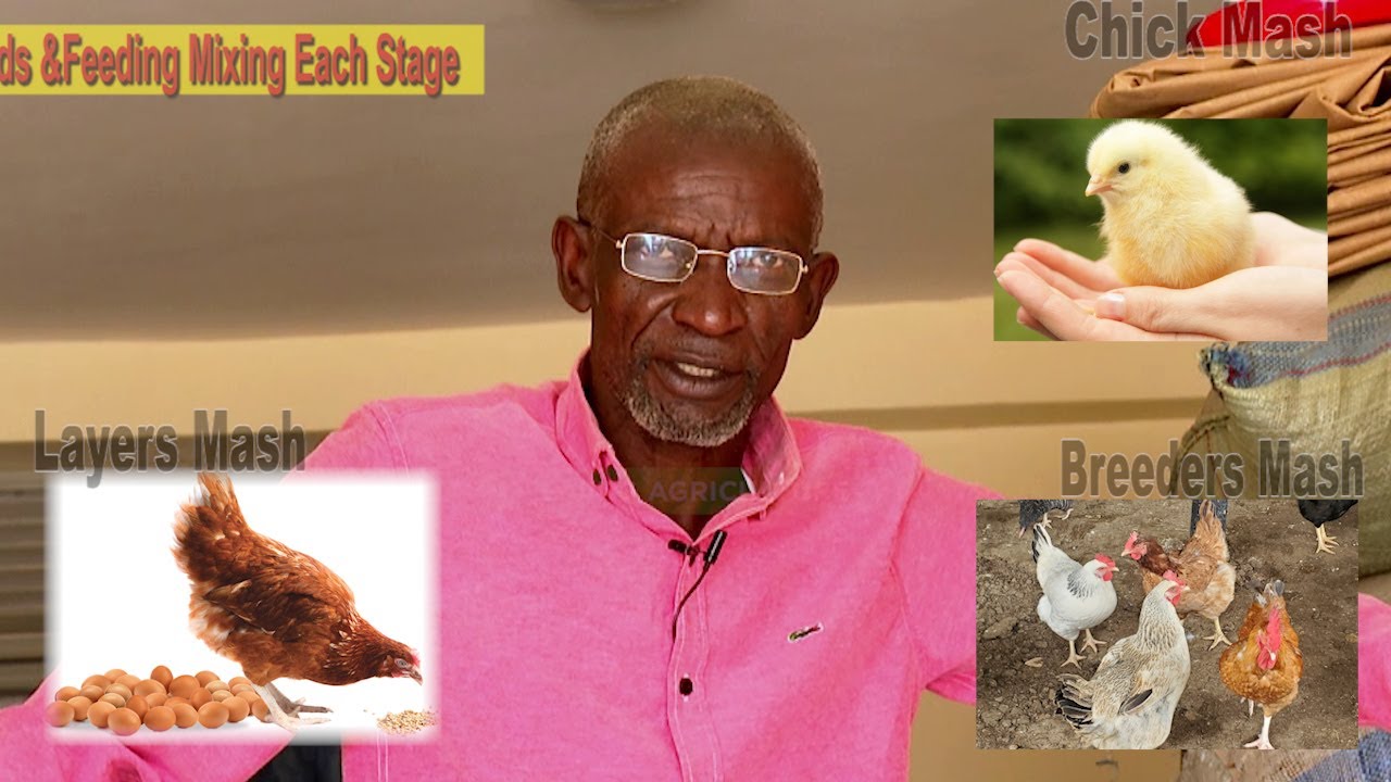 Feeds and Feeding formula for poultry And Where To Get Quality with Dr. Isa Luigare