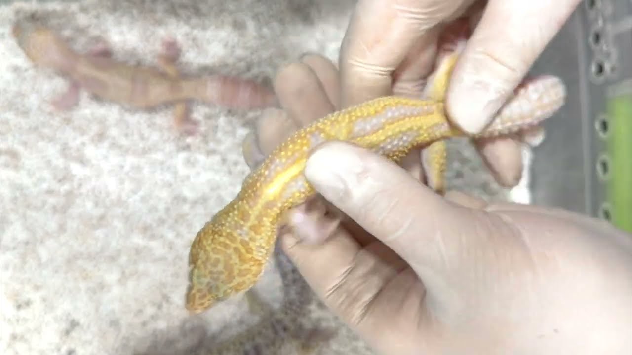 Thypoon Rainwater Eclipse - Genética geckos leopardo