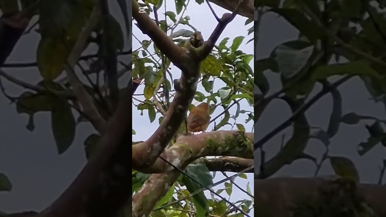 Aquí  solo bellezas nos visitan vean  ésta es una tángara veraniega, realmente linda. 🇨🇷🇨🇷🇨🇷