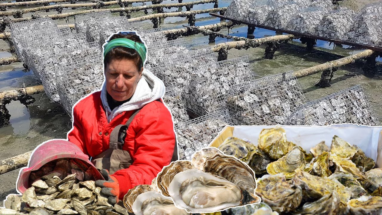 THE BIGGEST OYSTER FARM IN FRANCE - MODERN OYSTER CULTIVATION PROCESS