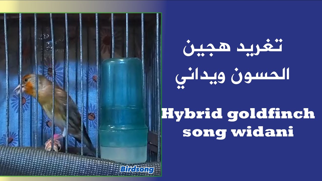 Misto Widani هجين ويداني