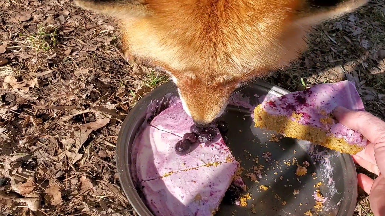 Happy birthday Dixie!