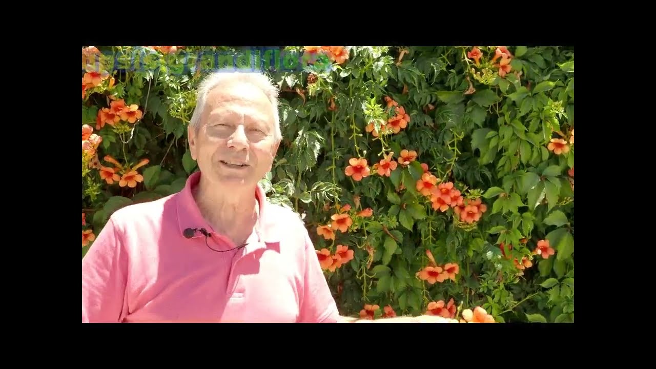 Campsis grandiflora   trompeta china   cosas de bignonias