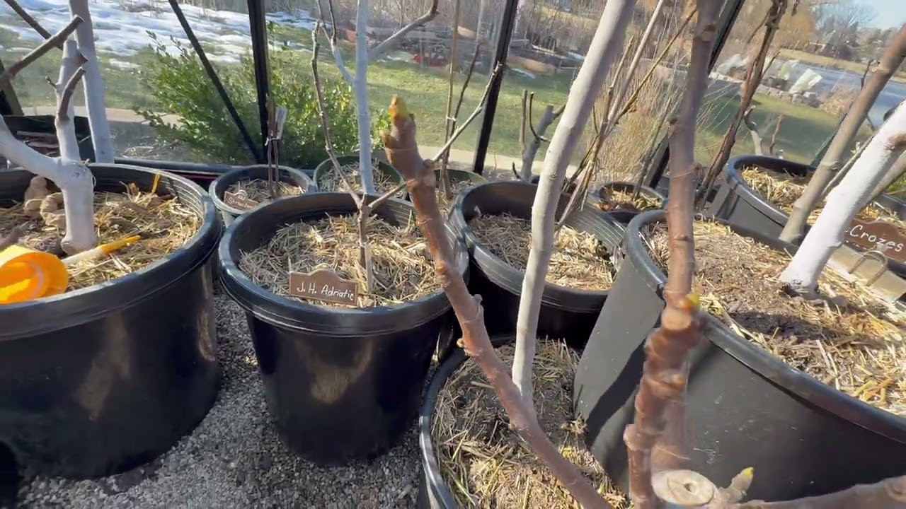 Here&rsquo;s what I do mid-Feb:  Fig Greenhouse 2026