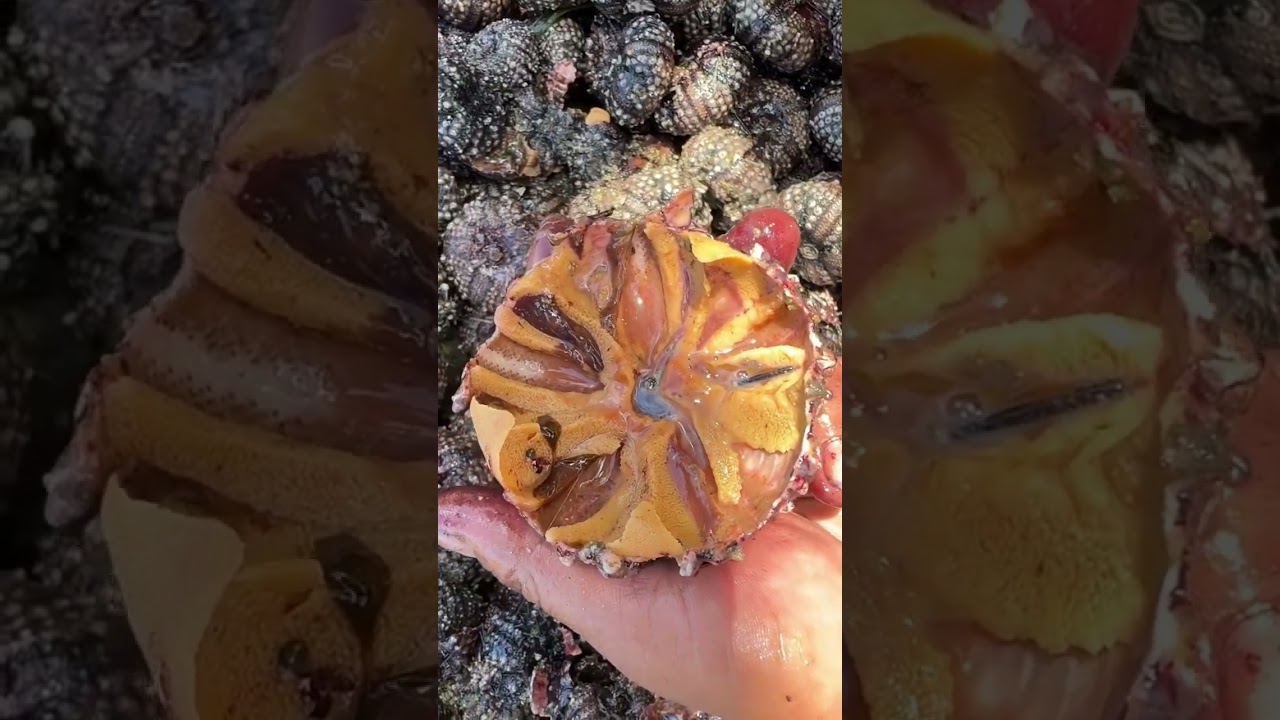 Eating FRESH Black Sea Urchin! Straight From The Shell! (Unique Seafood Feast!)