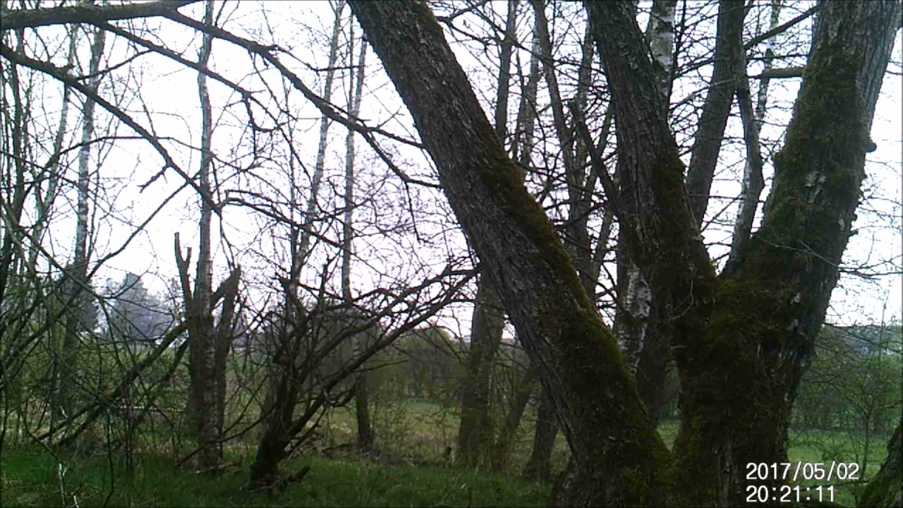 Ree te Deidenberg