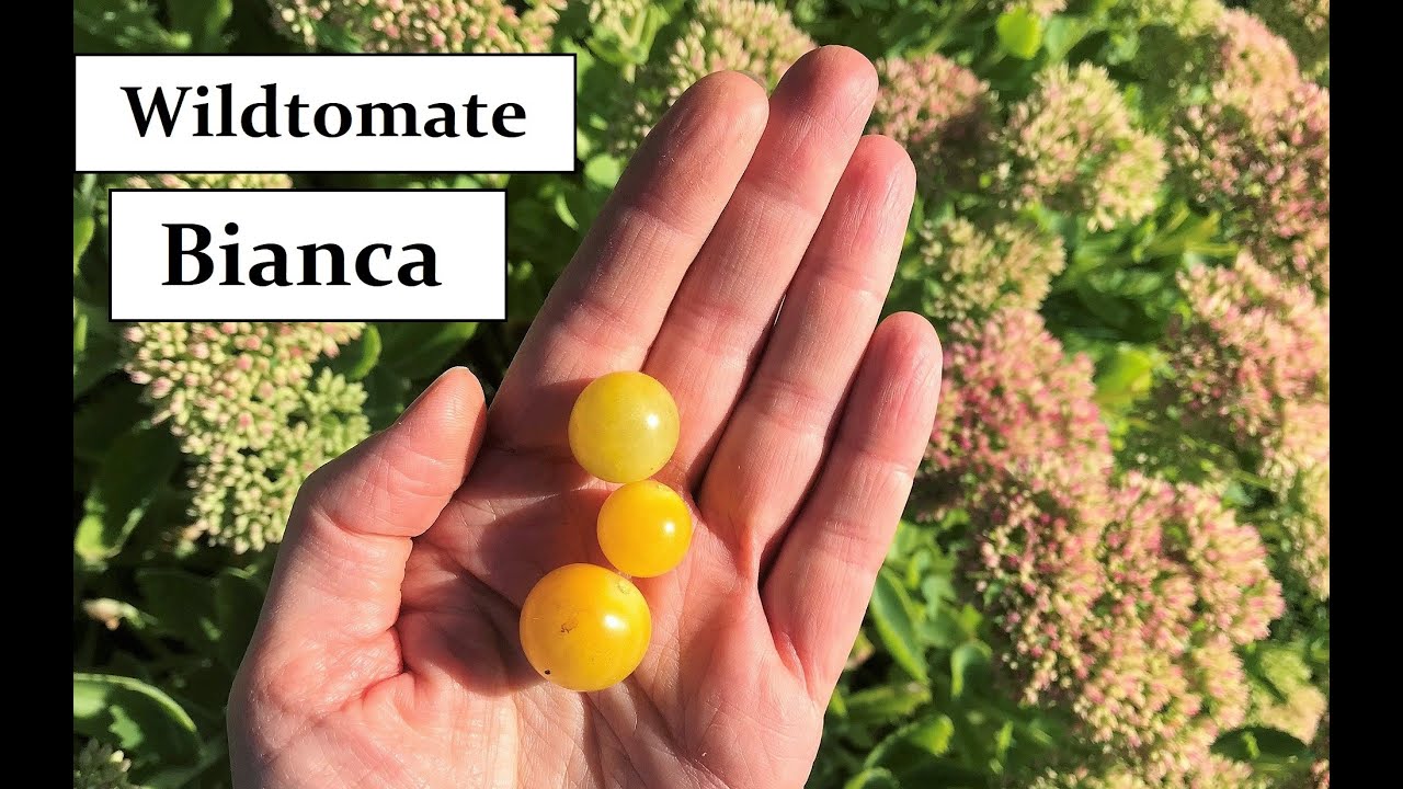 Wildtomate Bianca I Ein Massentr&auml;ger unter den Freilandtomaten