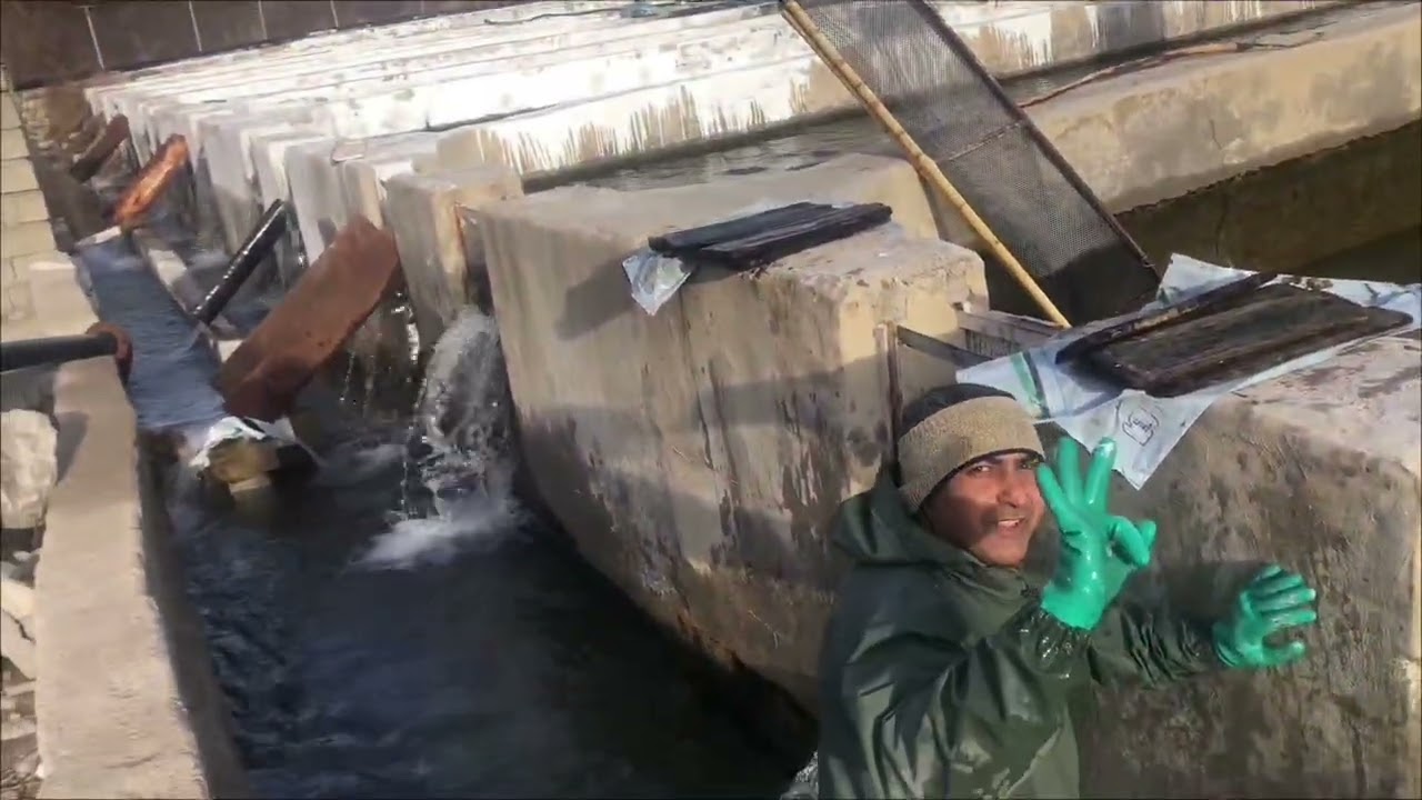 Behind the Scenes: Moving Thousands of Salmon at Our Fish Farm