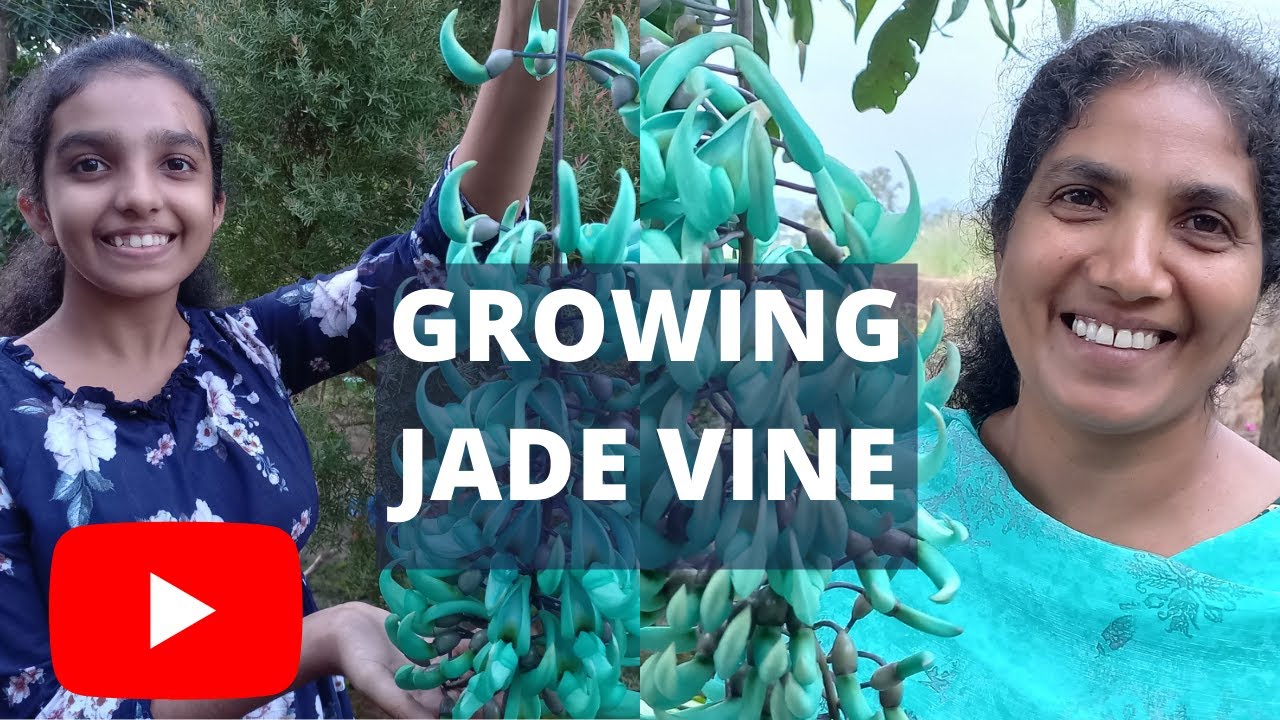 Emerald /Jade vines plant care | Strongylodon macrobotrys | Exotic plant pollinated by Bats