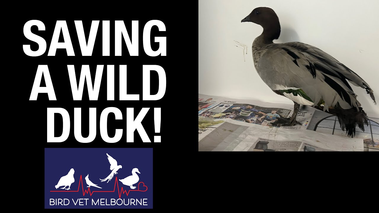 Saving A Wild Duck at Bird Vet Melbourne