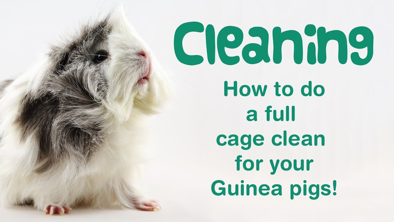 How to CLEAN Guinea Pig Cage with Fleece Liners | Fast EASY CAGE CLEANING Routine for 5 Guinea Pigs!