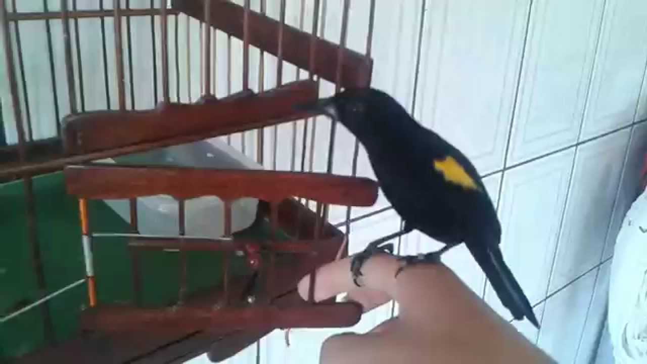 PASSÁROS INCRIVEIS JR