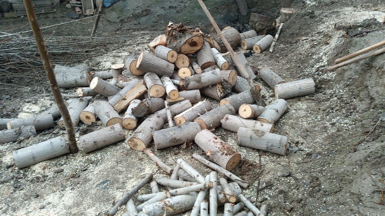ФОЙДАЛИ  ДАРАХТЛАР  ЭКАМИЗ🌳🌳🌳🌲🌲🌲