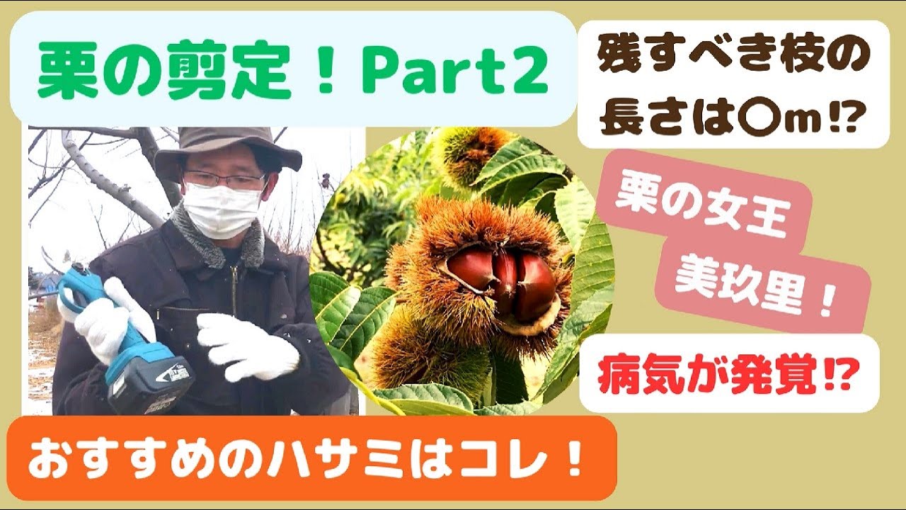 栗の剪定！ハサミはコレ！Part2/#今日のベジアーツ