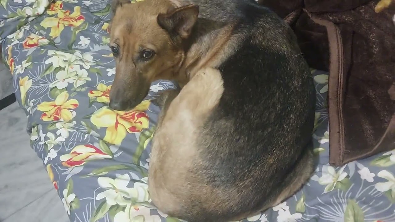 LIZA/CHARLIE/JEENY-PAPA KK JAAN. 🐕 🐕 🐕 