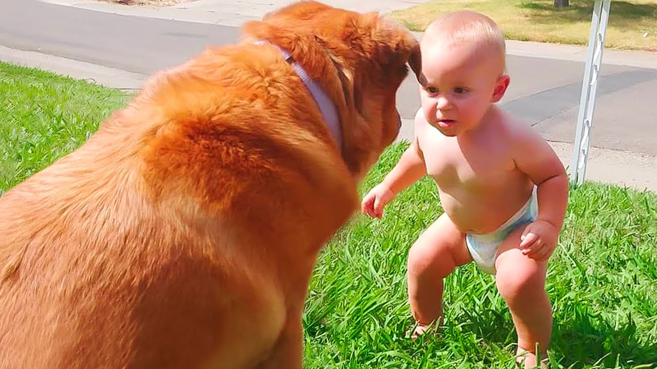 When Cute Baby Meeting Animals For The First Time - Funny Baby and Pets Video