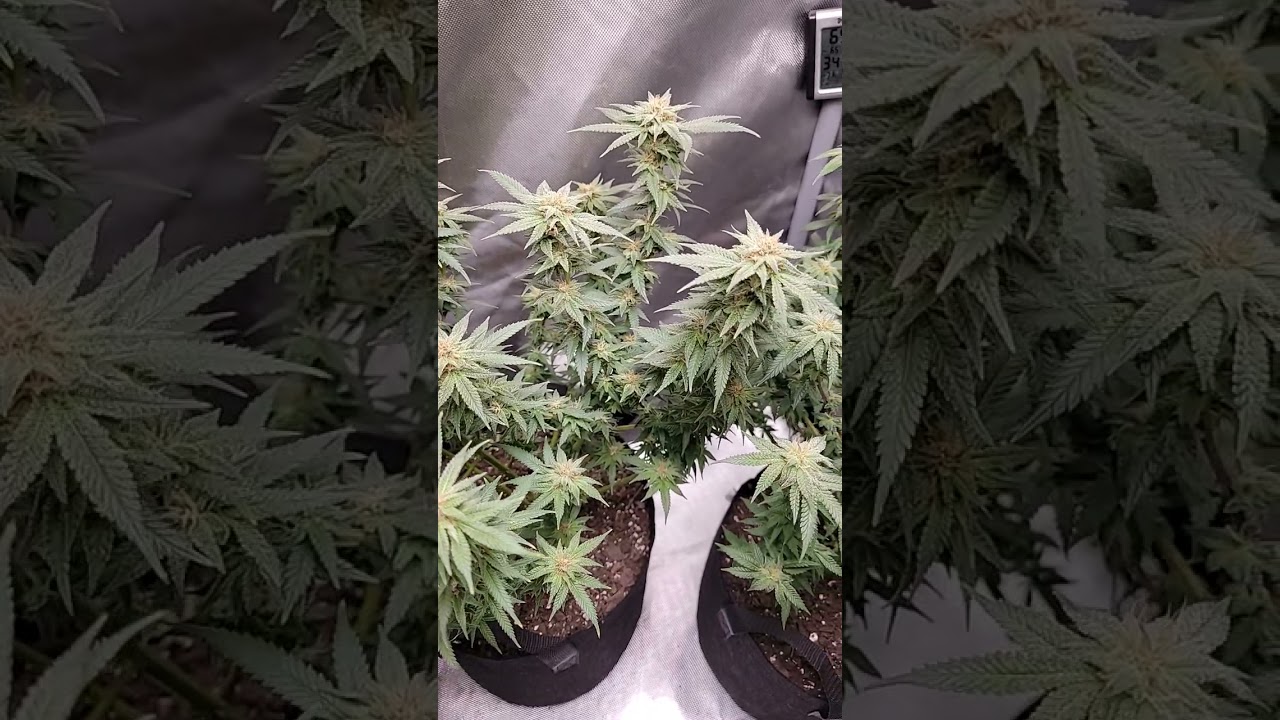 grandaddy purp! week 5 day 35 of flower!!