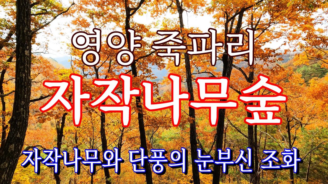 경북 영양 자작나무숲 20241031