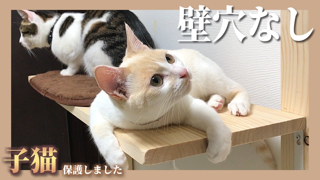 【DIY】自作キャットウォークの作り方(音声解説あり)