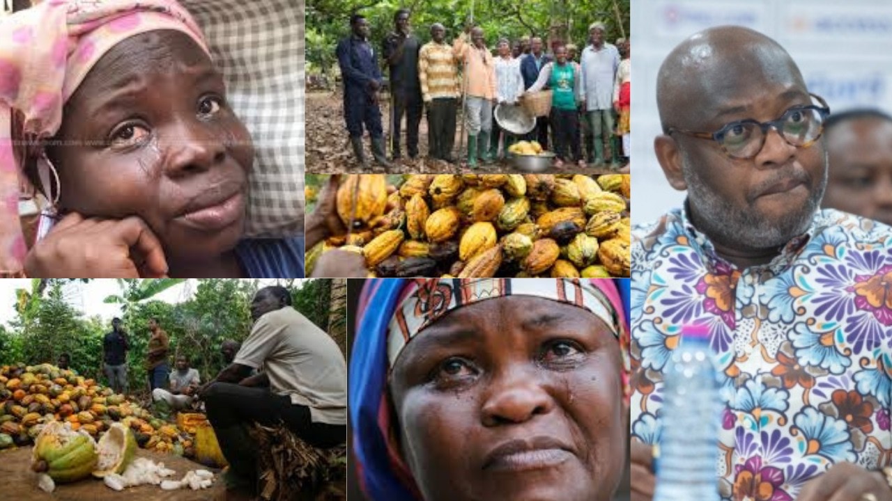 We Are Tired Of You! We Can`t Feed Our Children, Give Us Our Money- WARNING From Cocoa Farmers