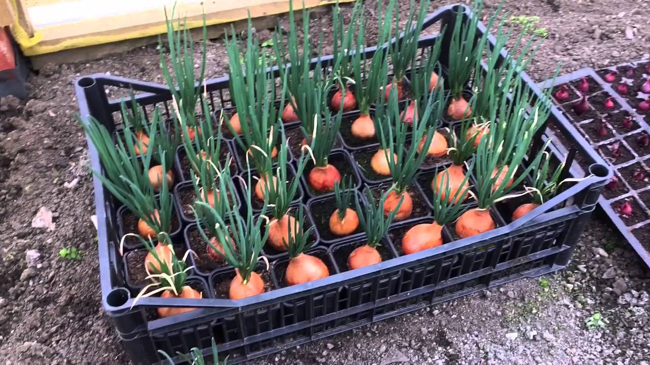Marks Allotment Diary: Plot Tour February
