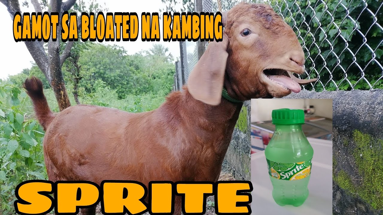 BLOATED NA KAMBING ||PAANO GAMUTIN?