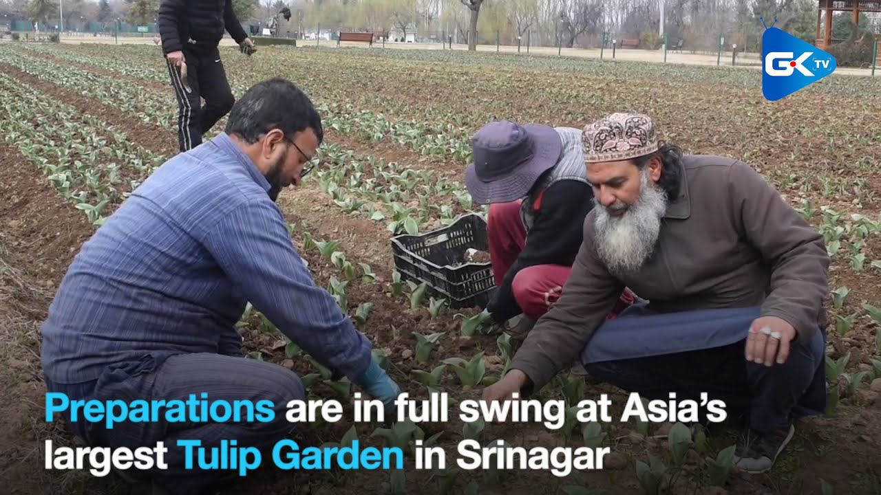 Watch | Preparations in full swing for opening of Asia’s largest Tulip garden in Srinagar