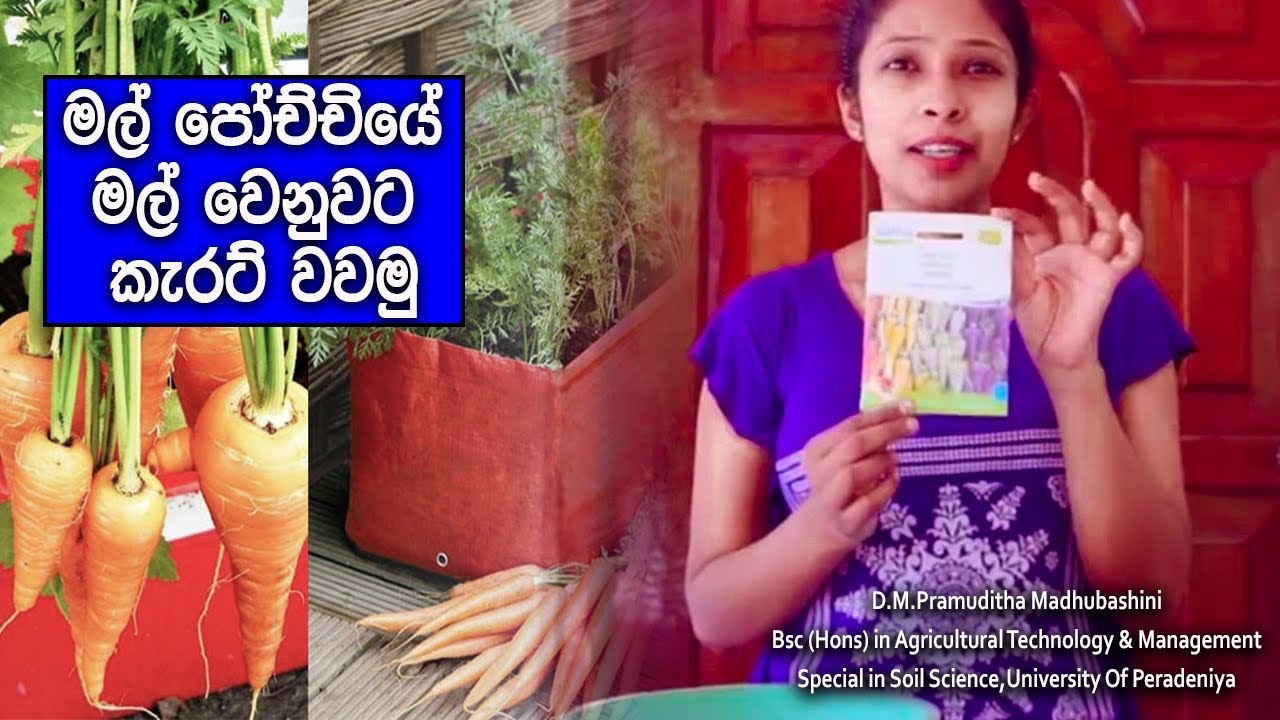 නිවසේදී බඳුන්ගතව කැරට් වවමු / Gewathu wagawa / carrot wagawa / How to grow carrots in pots sinhala