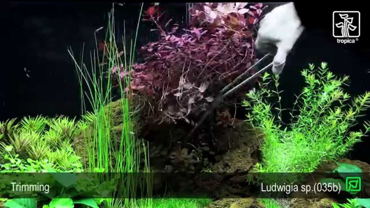 Ludwigia palustris