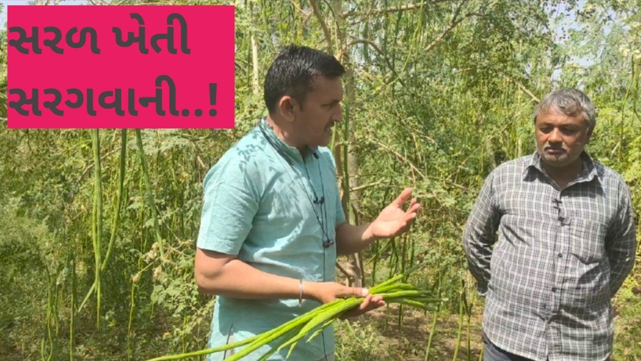 Drumstick (Moringa) Farming || સરળ ખેતી સરગવાની..!||सहजन की खेती