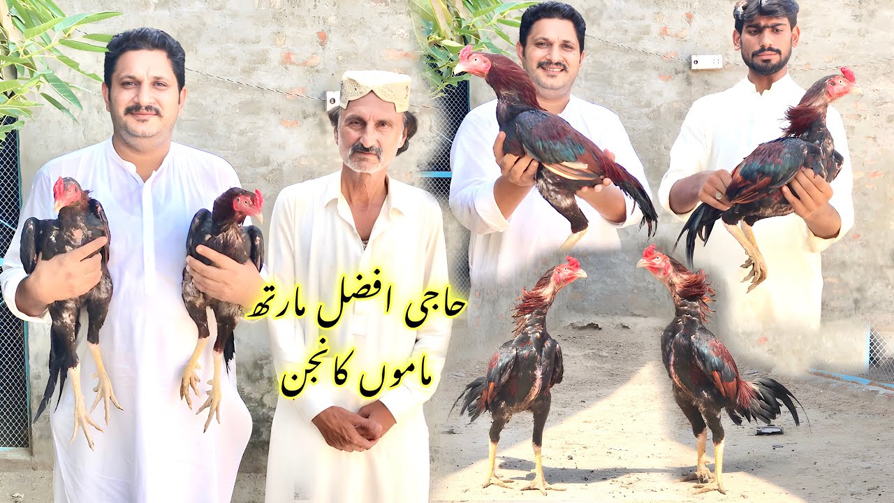 Haji Afzal marath ka shoq | kamalia aseel murgy