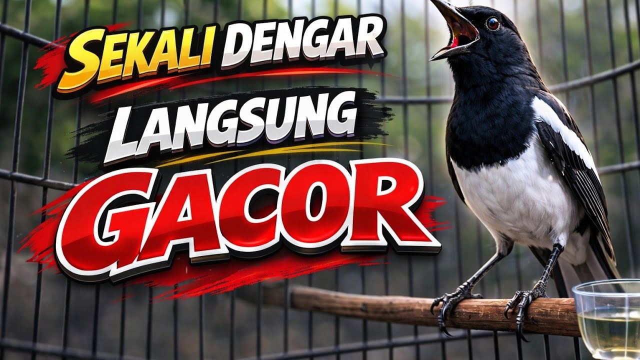 Terapi Kacer malam hari paling sukses bikin lawan auto NYAUT