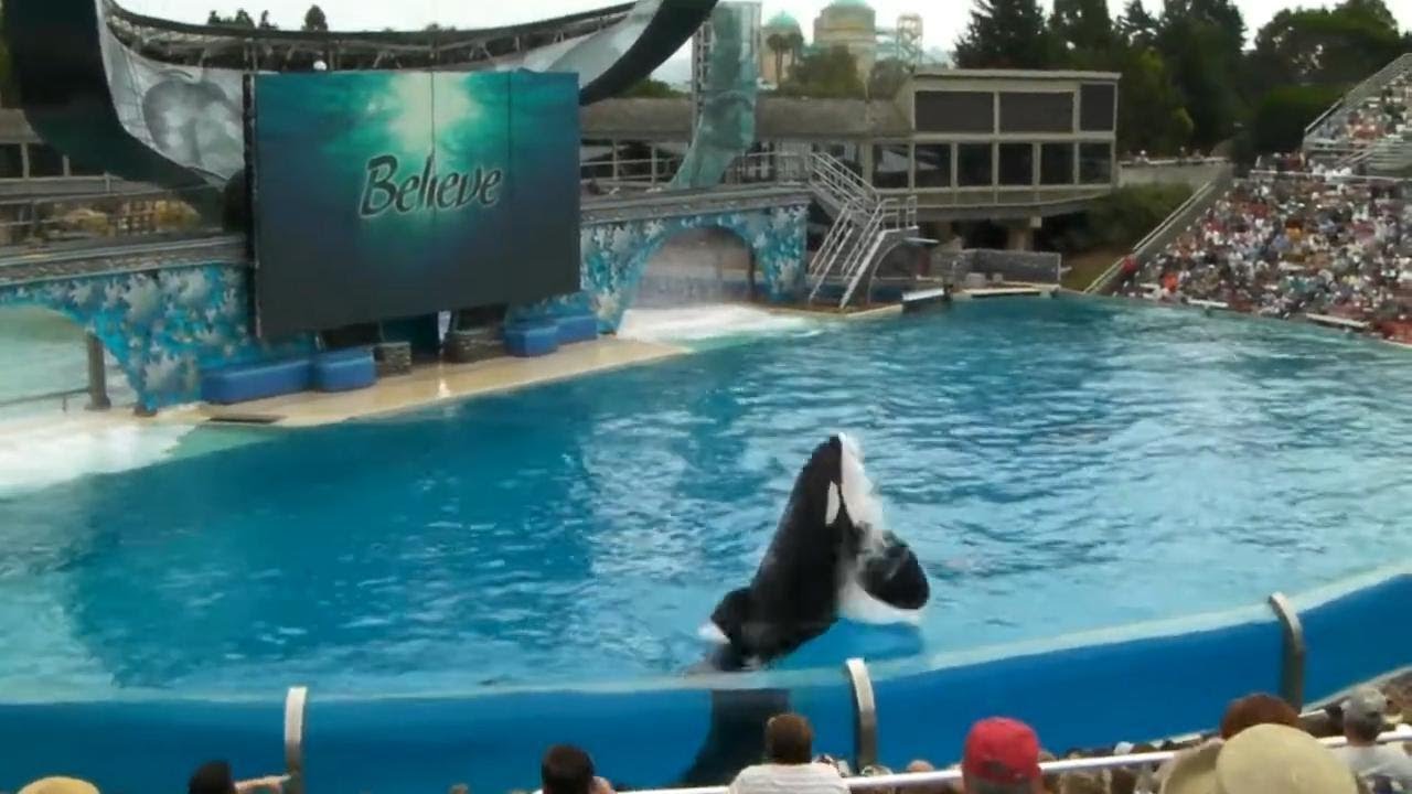 Seaworld San Diego - Shamu 