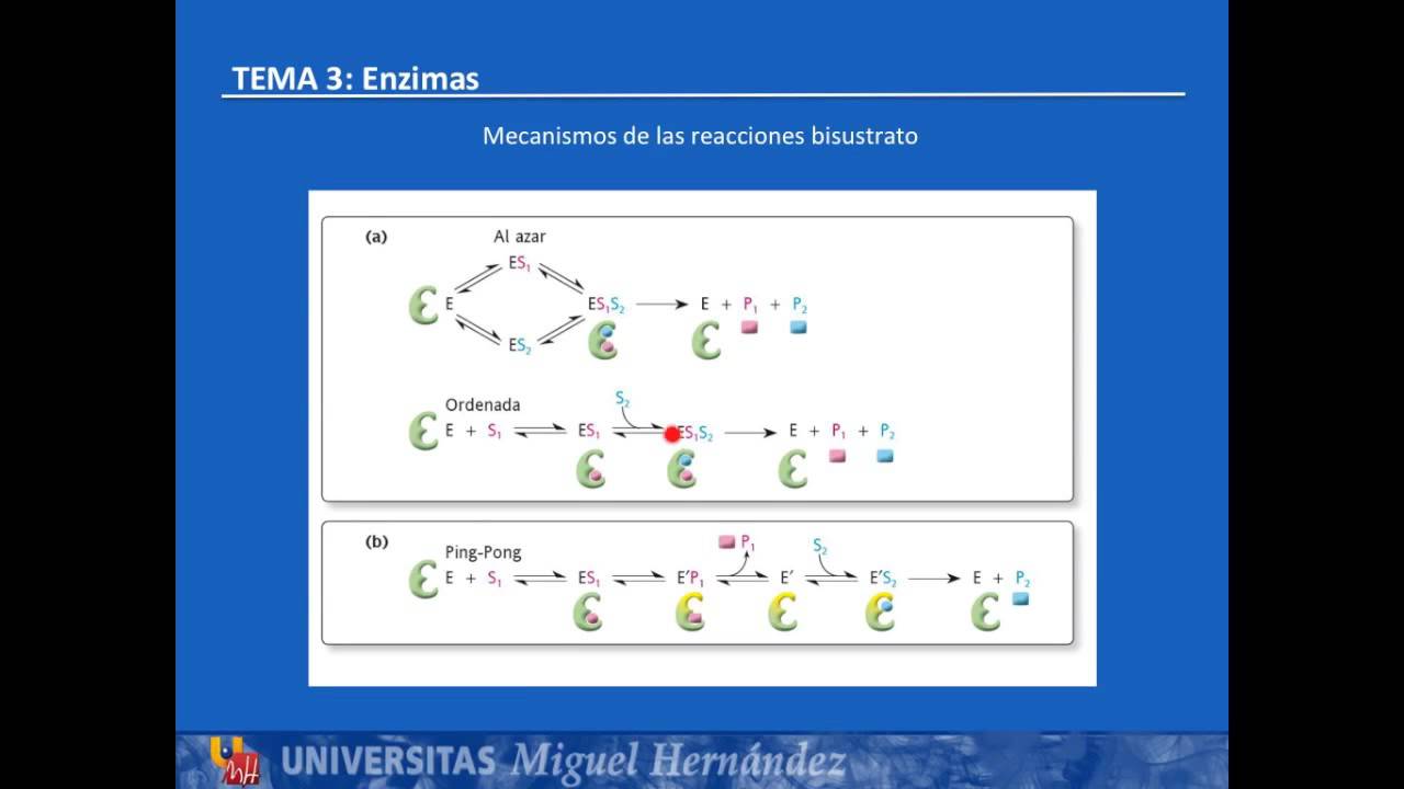 Tema 3.5 Reacciones con dos o mas sustratos (UMH1003 2015-16)