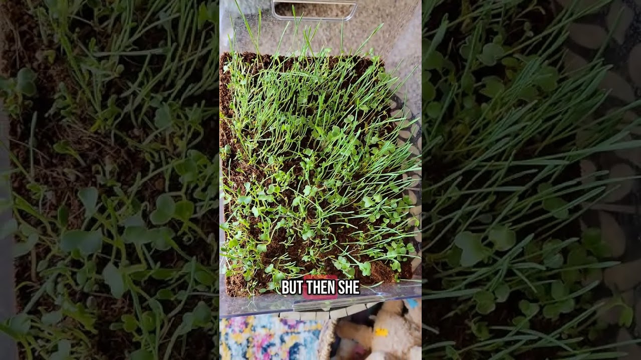 #pettortoise  #funnyanimals #pets