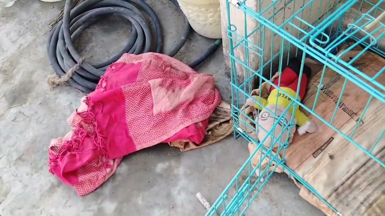 Radhe🙏#dog cage 🐕🐕😊😊