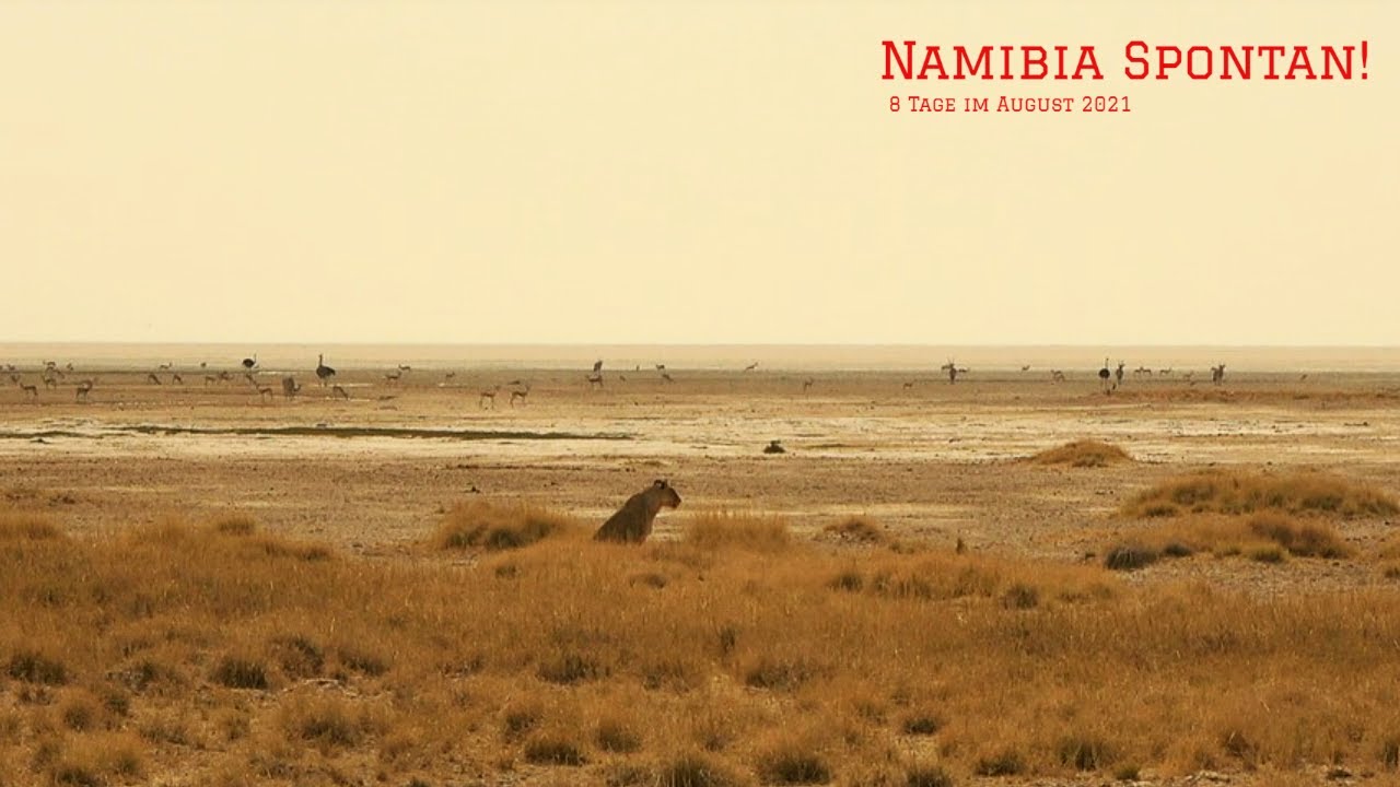 Namibia Spontan! Etosha National Park - Im Zentrum | Der Zauber von Okondeka und Salvadora | 2021