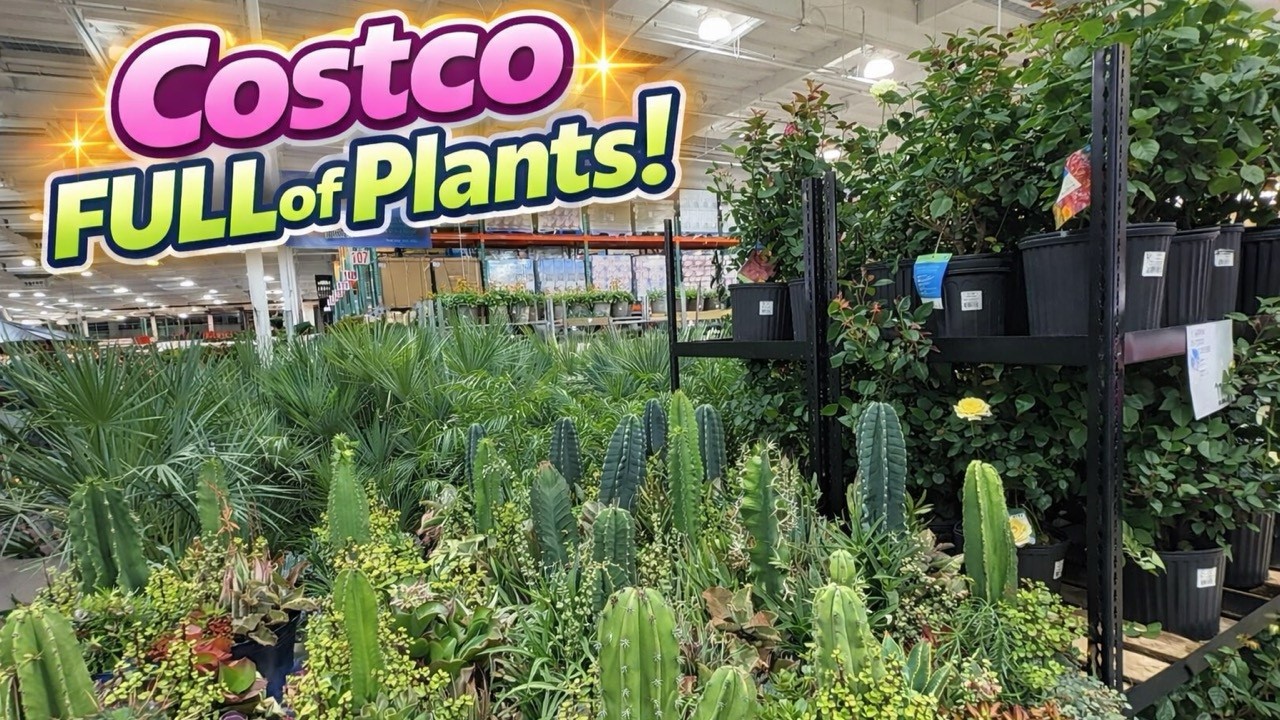 В отделе товаров для сада Costco полный ассортимент! Растения, садовый декор и многое другое.