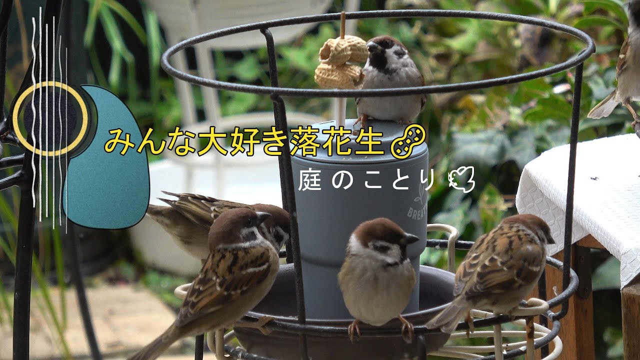 ＜No.181＞【みんな大好き🩷落花生🥜】20260107他