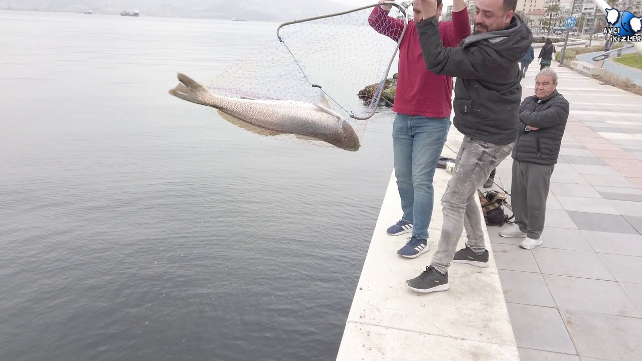 SEZONU CANAVAR BALIKLAR İLE AÇTIK😎#jewfish #corvina #mulloway #bigfish #GRANYÖZ