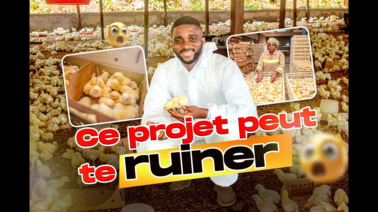 Ce que personne ne vous dit sur les couvoirs…