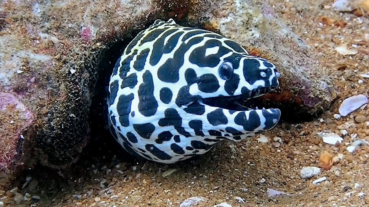 Under The Similan Islands