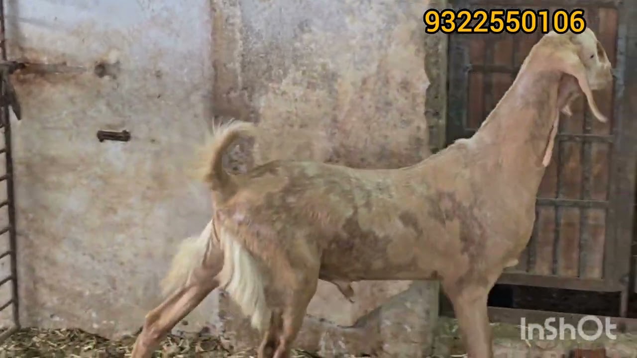 Masallah quality sojat & gujri oo daat insallah 