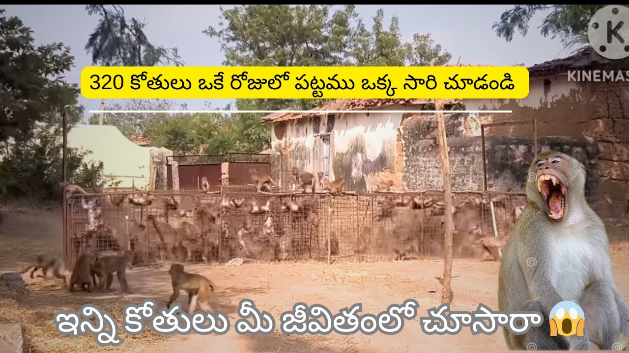 500 కోతులు ఒకే చోట ఉంటే ఏలవుంటుందో చూడండి 😲😲 call ☎️ 6300256475 monkey catching official ￼