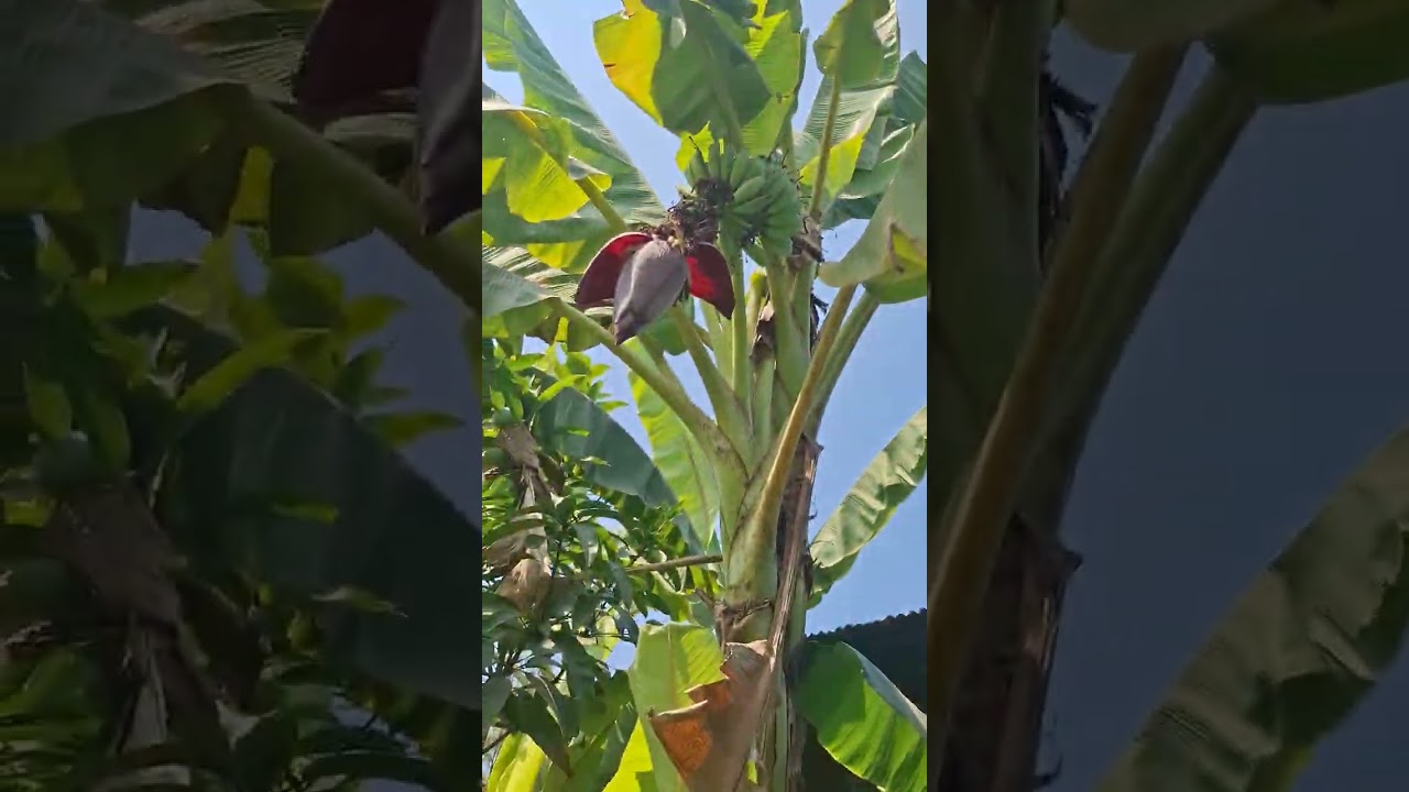 আলহামদুলিল্লাহ বাগানের টাটকা লাউ