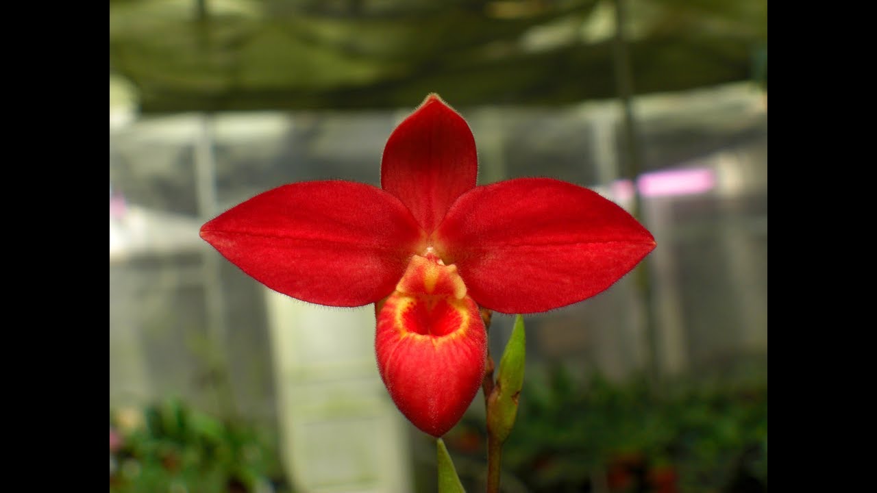 Flowers are like shoes奇花異草太神奇6花像鞋子 13